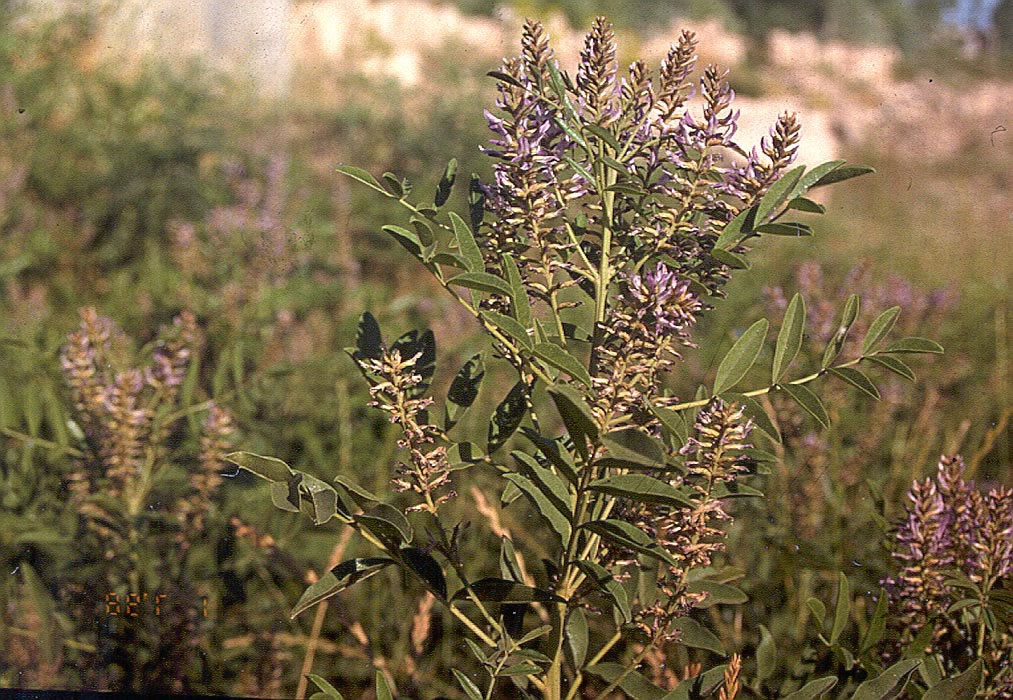 شیرین بیان روسی